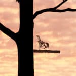 Cortenstaal vogel “Mees”
